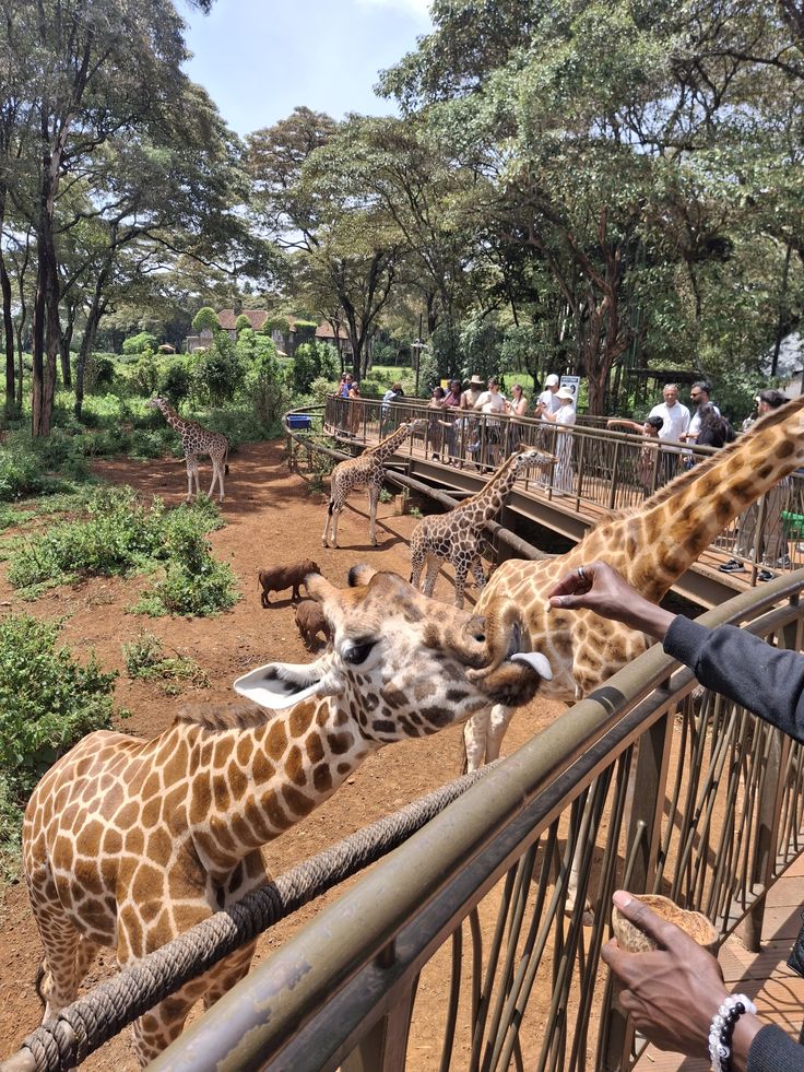 Giraffe Centre